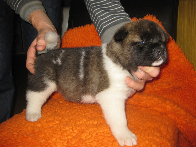 Puppies